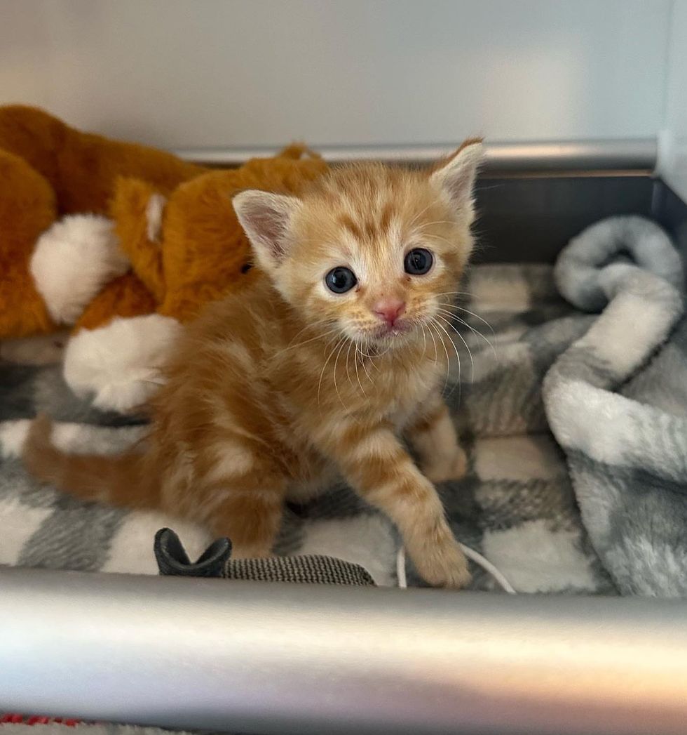 ginger tabby kitten finn