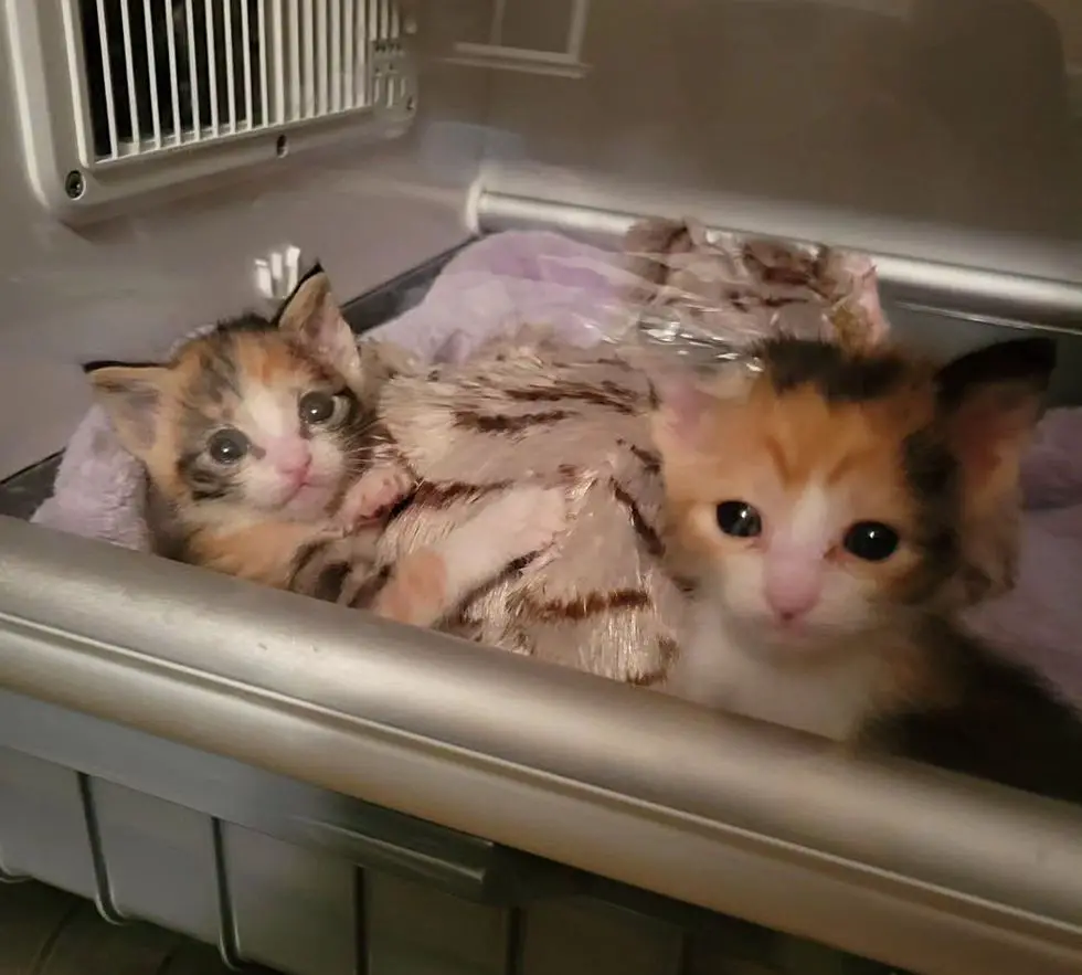 calico kittens sisters