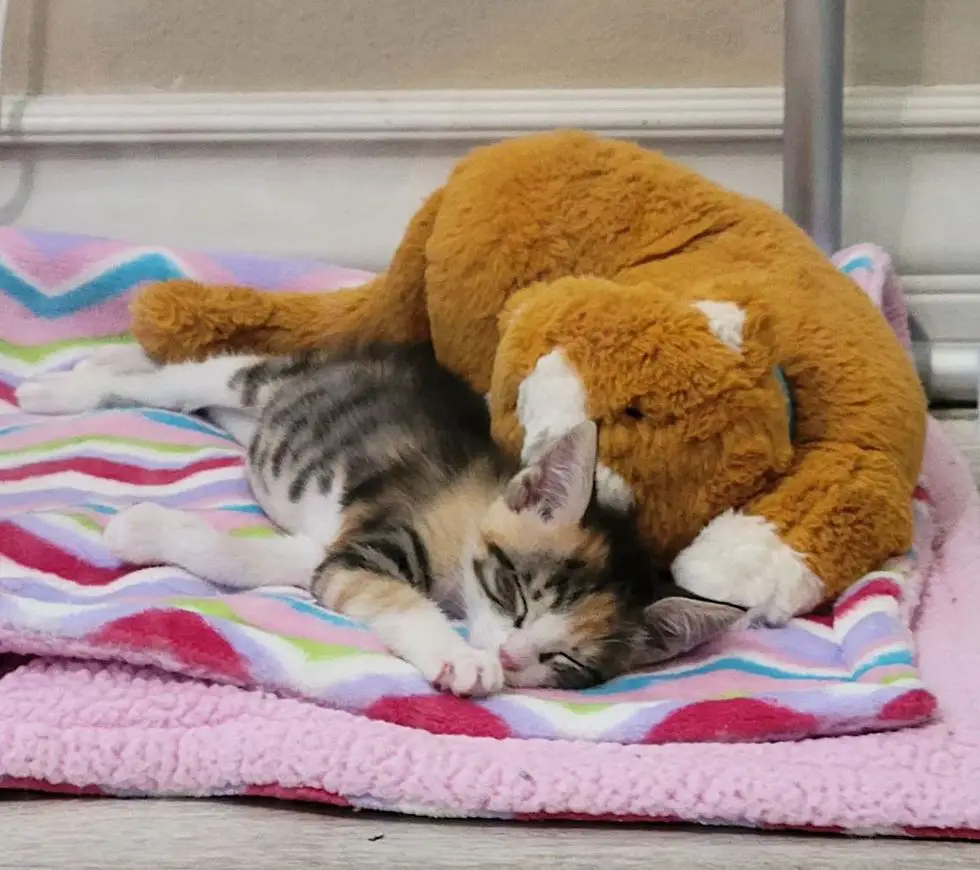 calico kitten snuggly