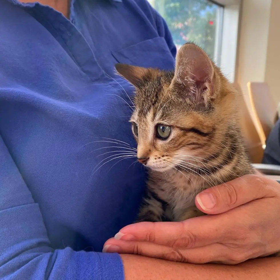 tabby kitten cuddles