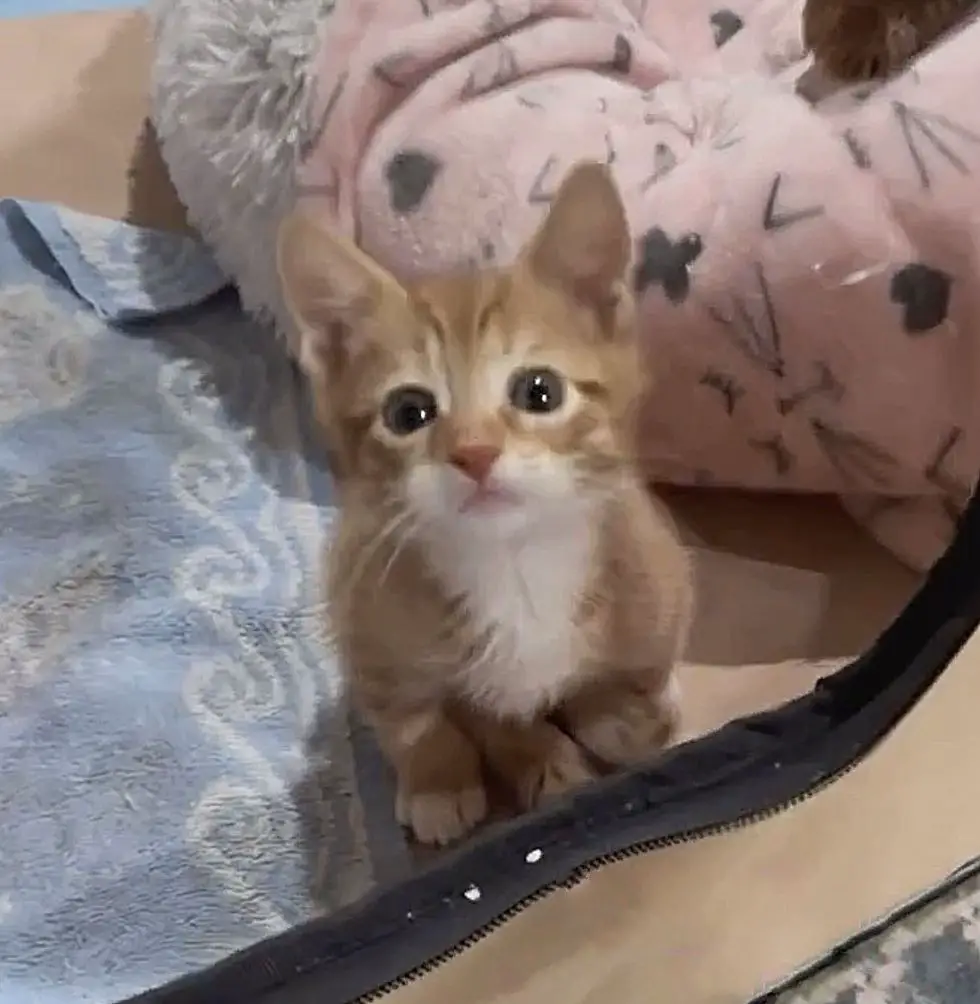 cute kitten ginger