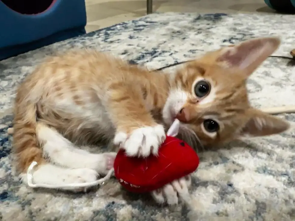 playful ginger kitten squash