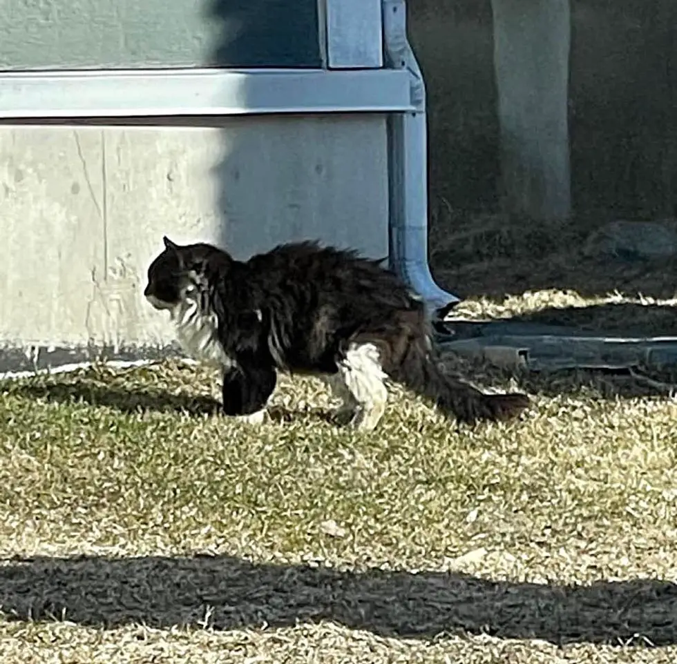 street cat fluffy stray