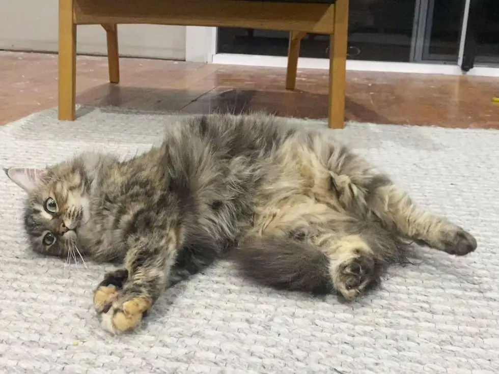 fluffy torbie tabby cat