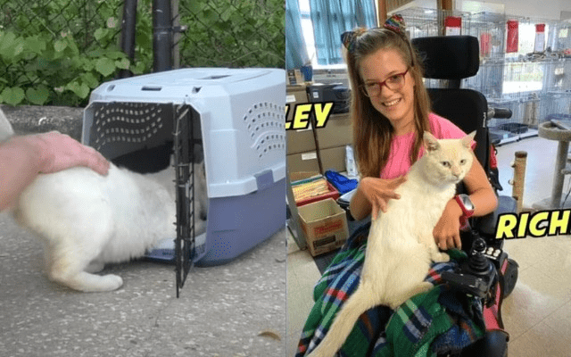 Girl In Wheelchair Becomes Family With Cute Cat That Adores Her