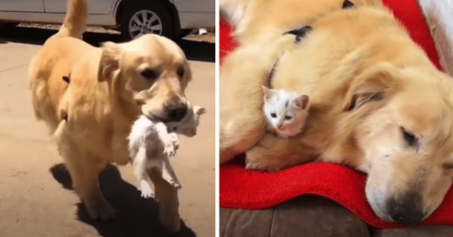 A Golden Retriever Rescues A Kitten And Gets To Adopt The Cutie