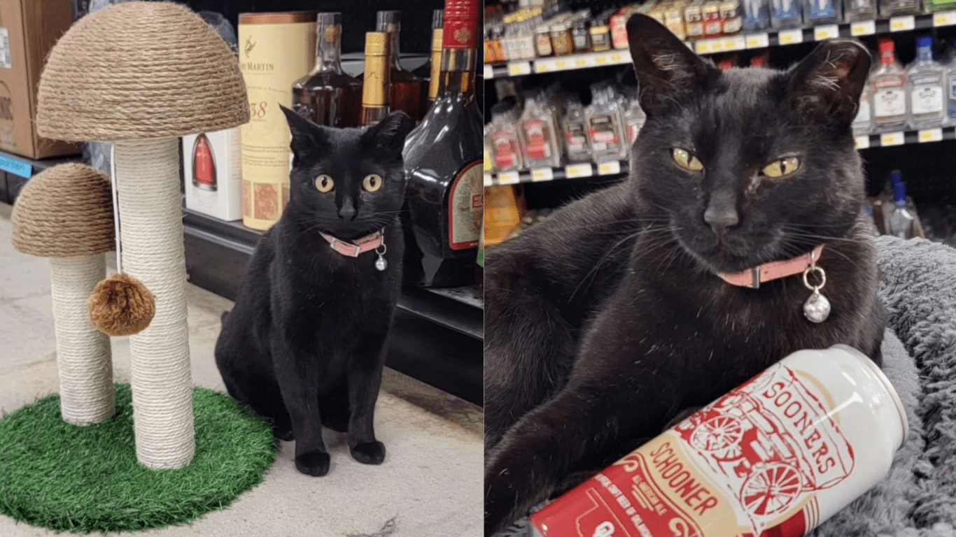 Kitten Finds Perfect Home At A Liquor Store And Couldn’t Be Happier