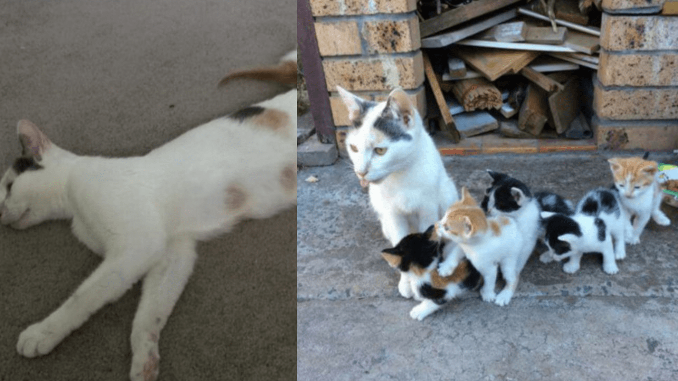 Stray Cat Has No Food To Eat But Still Fends for Her Kittens