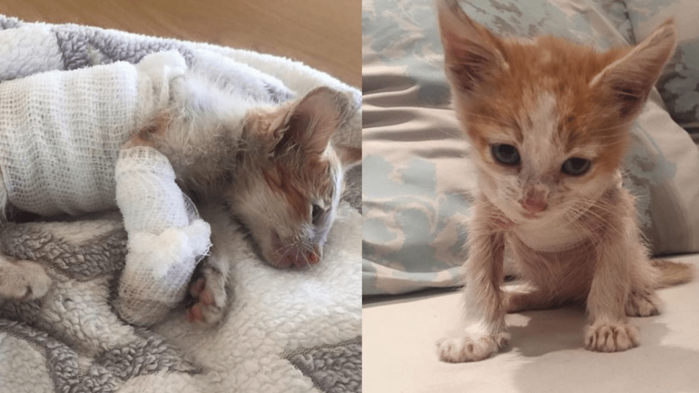 Love Transforms A Cat Named Warrior After Being Injured In A Factory