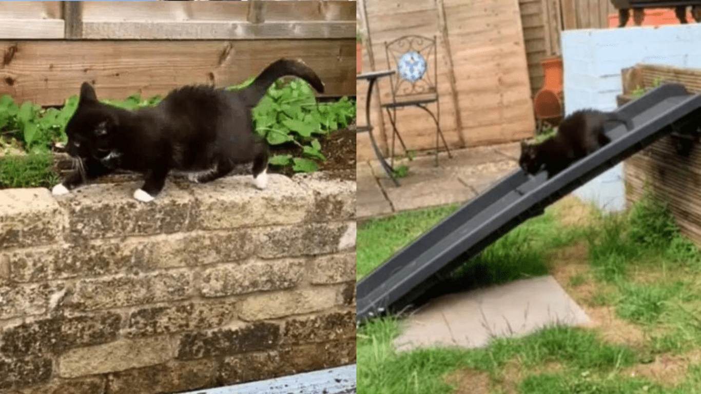 A Custom Backyard For A Dwarf Cat, Designed by the Mother 