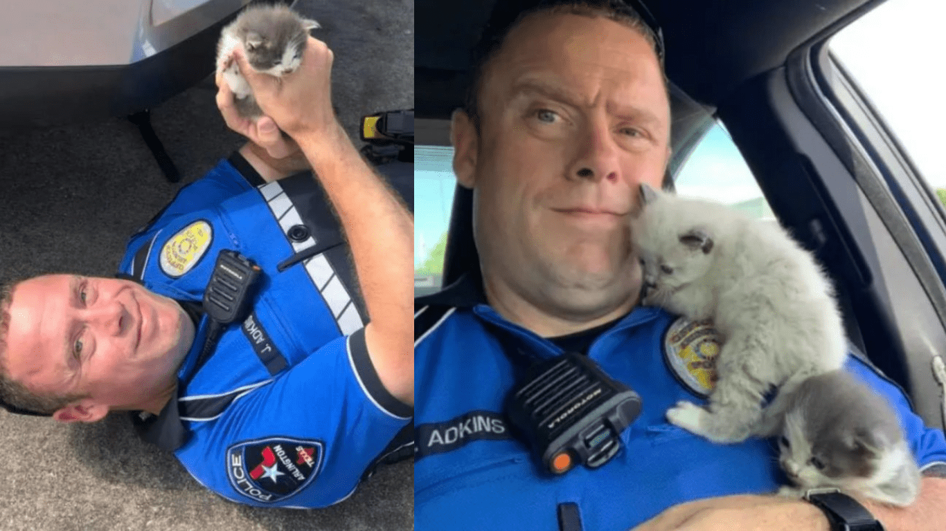 Two Sweet Kittens Won’t Stop Cuddling The Police Officer Who Rescued Them