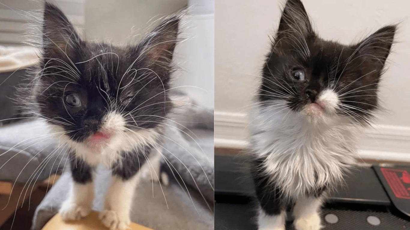 A Winking Face Kitty Asks A Family To Be Their Daughter