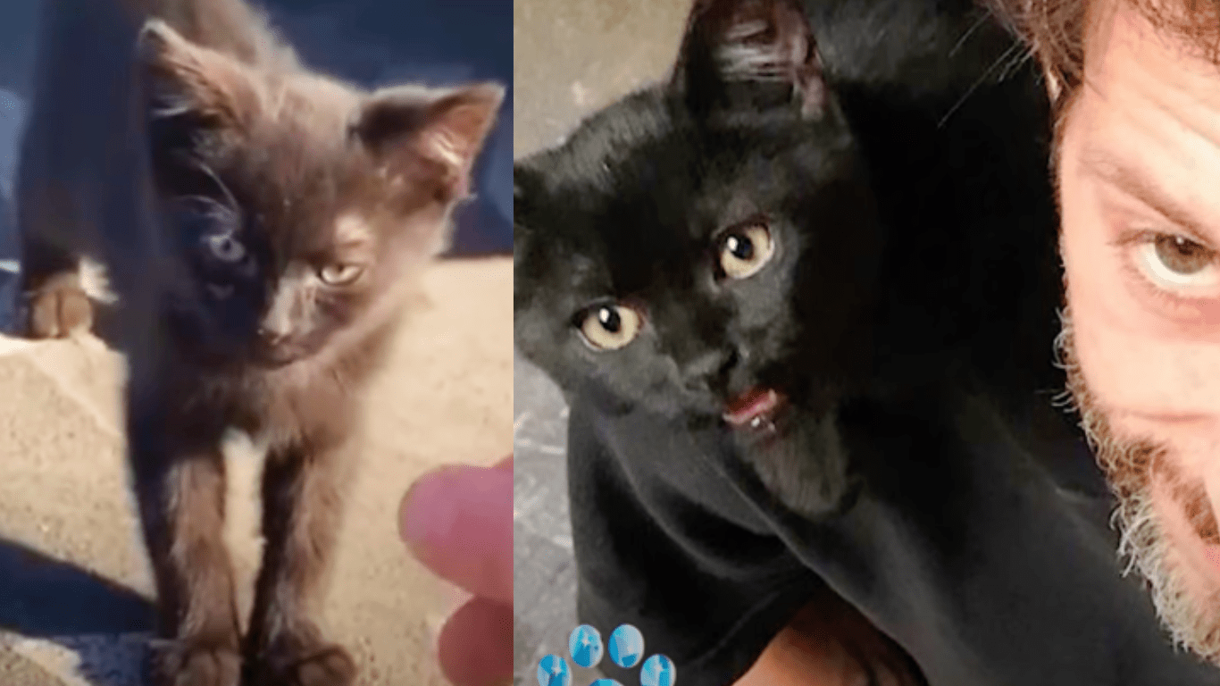 Man Goes To Work And Finds A Kitty Assistant Who Changed His Life Forever