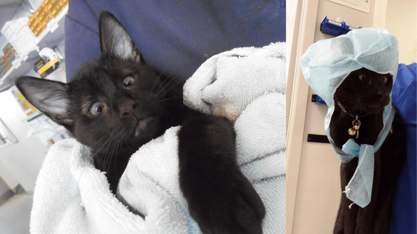 Little Cute Kitten Alf Becomes A Staff Of A Vet Clinic After They Saved Him