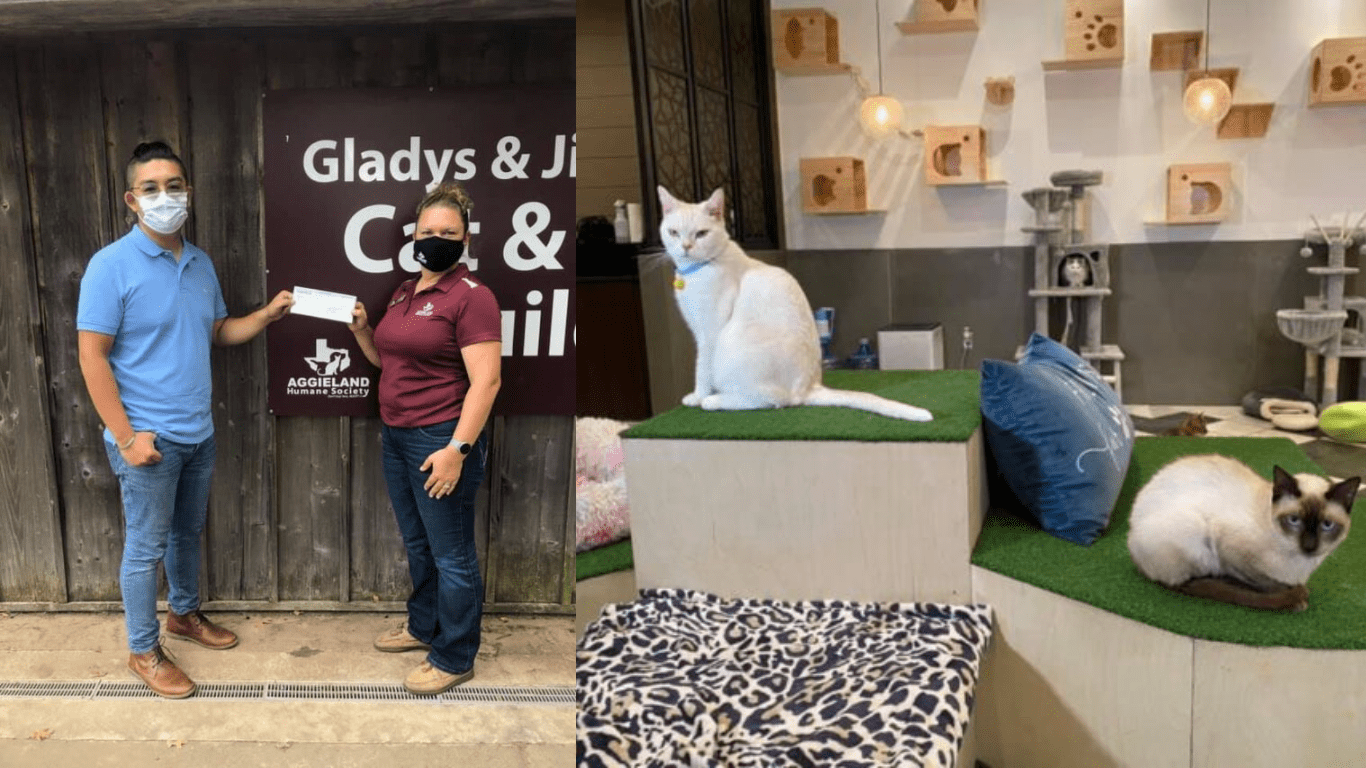 A New Cat Cafe Where Cat Lovers Go For Fun And Relaxation