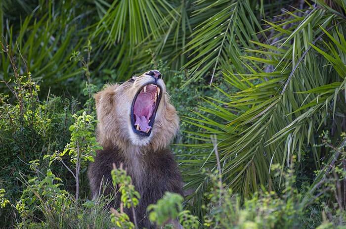 Scares Photographer With Its Roar, Then Smiles At Him