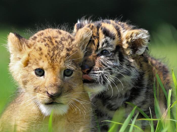 A Lion Cub And A Baby Lion Found Inseparable