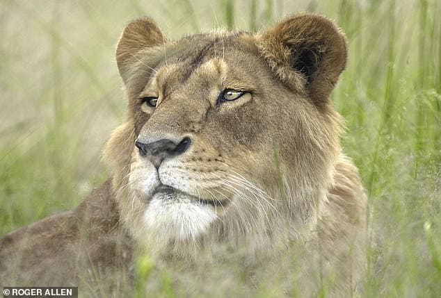 Rescued from a circus with life-threatening wounds, Lioness made an incredible recovery and ended up free in the bush of Africa