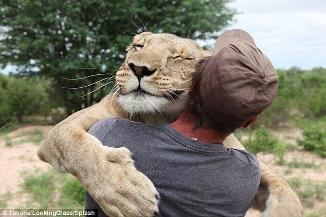 Lioness Cub Rescued As A Few Days Old Forms A Special Bond With Her Rescuers