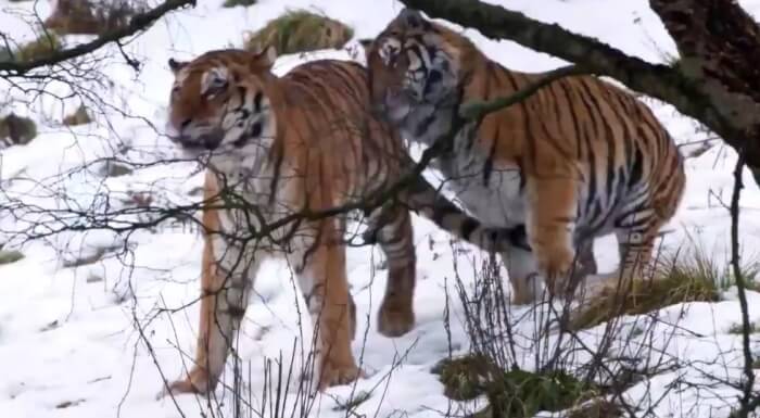 Two tigers snuggle under snow at Scottish Zoo’s camera in a romantic scene