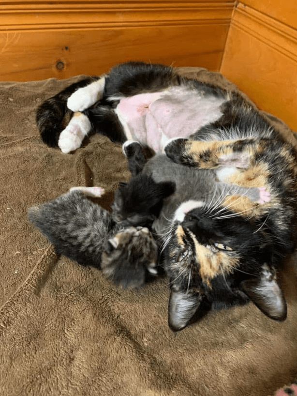 A Kindhearted Woman Saves A Cat Abandoned In A Box