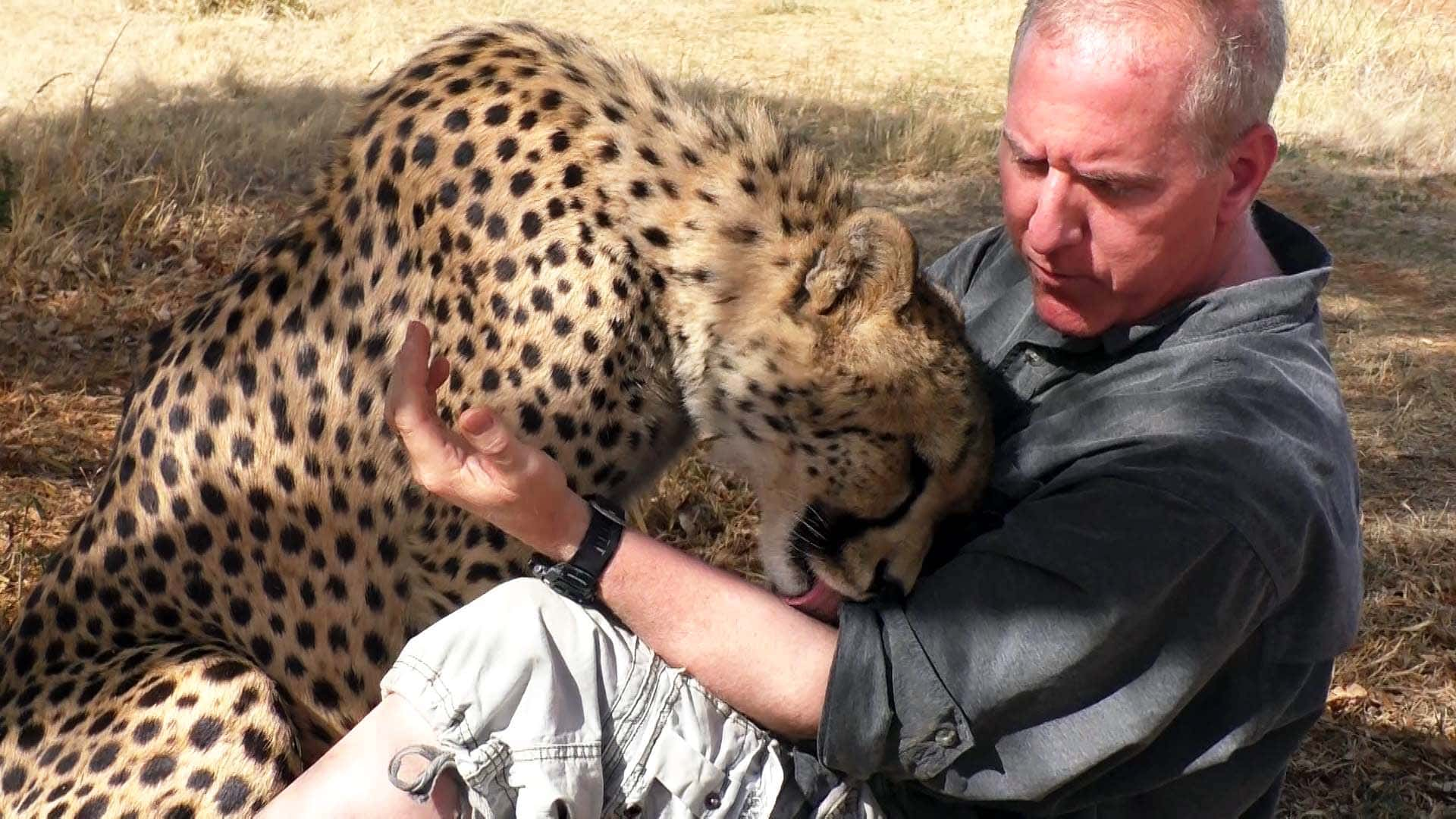 Seeing a wildlife photographer napping, a cheetah decides to take a join with him