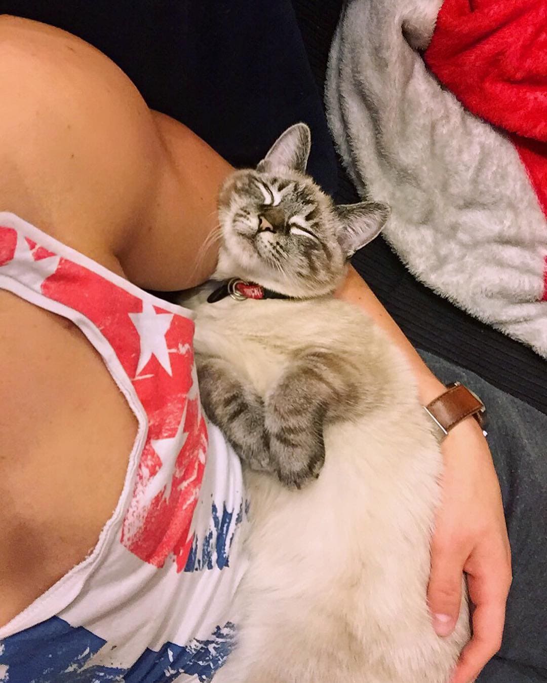 Clingy Cat Begs For Hugs From Dad Always