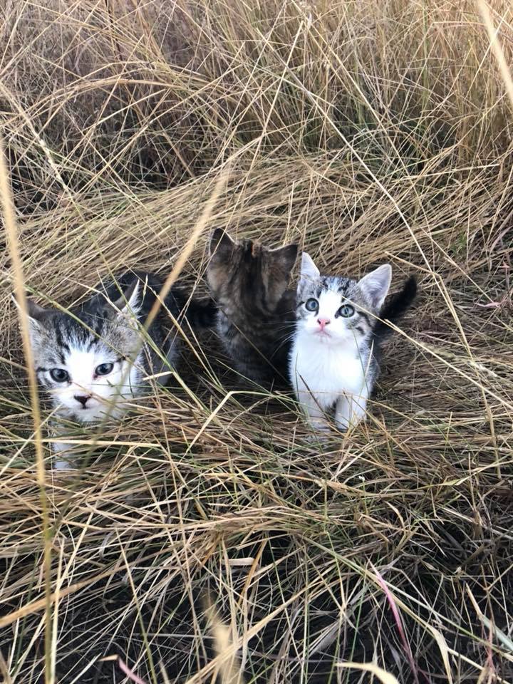 A Small Group Of Ten Stray Kittens Follows A Woman Home