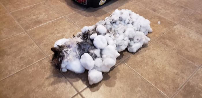 This ‘frozen feline’ made a miraculous recovery after being found unresponsive in the snow