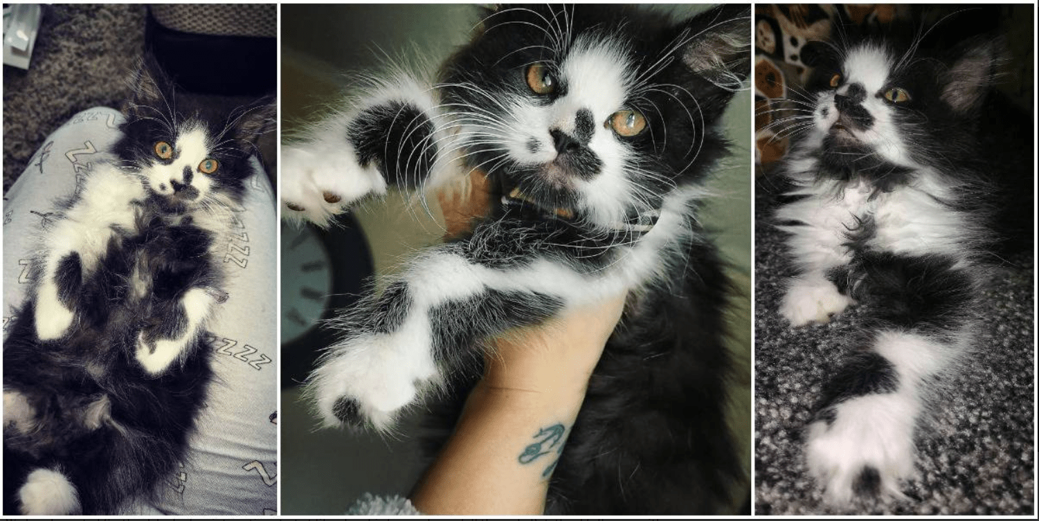 Rehomed Kitten Gets The Perfect Forever Family