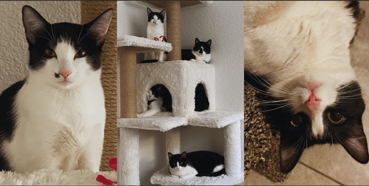 Five Feral Tuxedo Cats Needing A Home Are Rescued By A Man