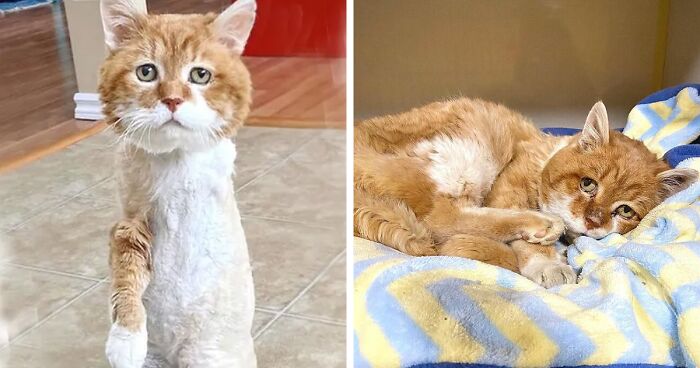 ‘Bubby,’ a three-legged cat, forms a deep bond with a Canadian family