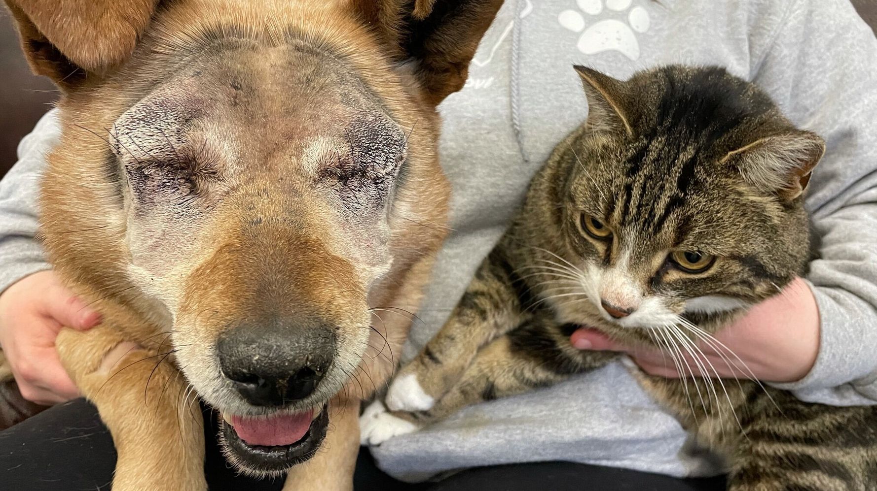 A Blind Dog And His Helper Cat Are Adopted By A Family Together