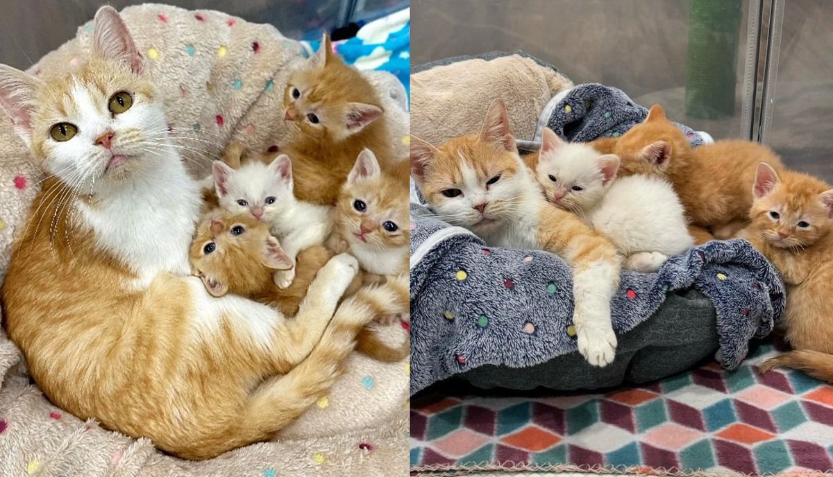 Person Returned to Get Cat and Kittens Out of Shelter After a Month, Giving Them Chance at Better Life