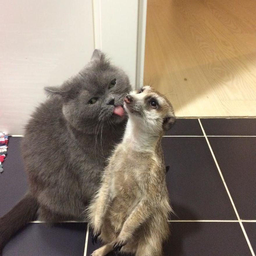 A Meerkat And A Cat Became BFFs On Day One, And Together They Conquered The Hearts Of People On Instagram