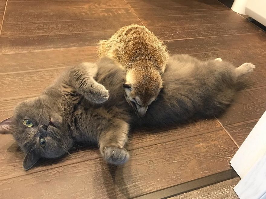 A Meerkat And A Cat Became BFFs On Day One, And Together They Conquered The Hearts Of People On Instagram