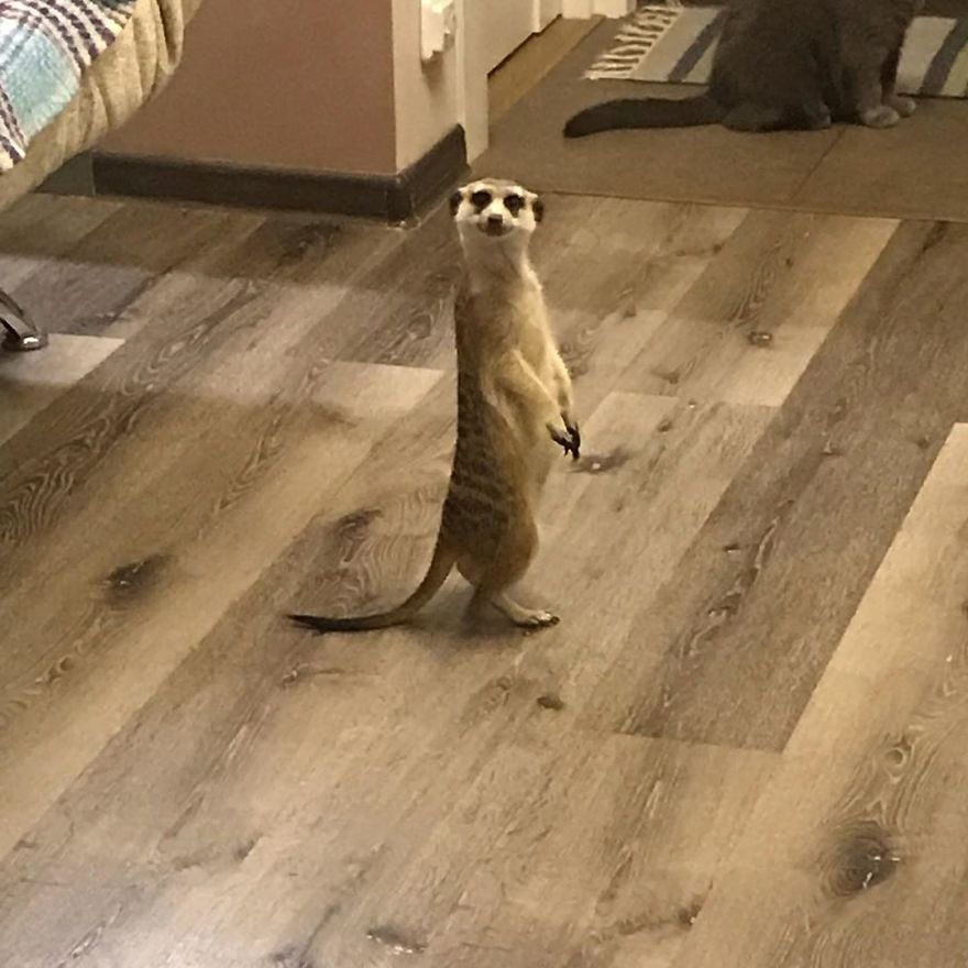 A Meerkat And A Cat Became BFFs On Day One, And Together They Conquered The Hearts Of People On Instagram