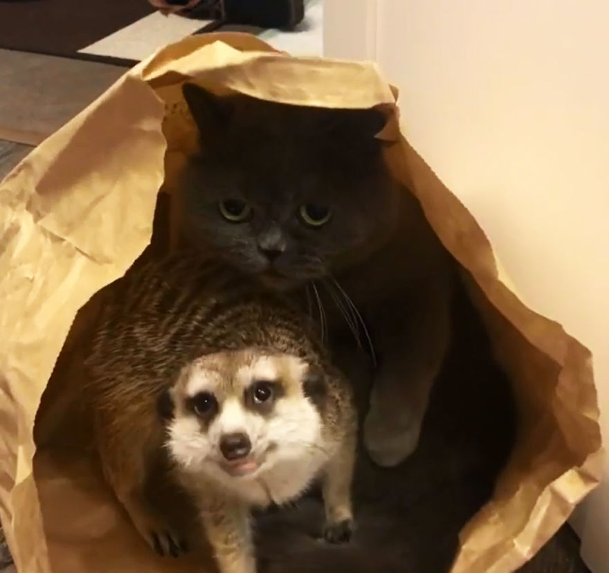 A Meerkat And A Cat Became BFFs On Day One, And Together They Conquered The Hearts Of People On Instagram