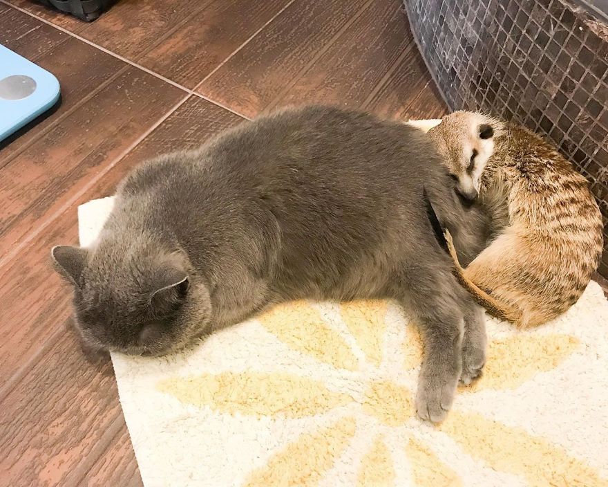 A Meerkat And A Cat Became BFFs On Day One, And Together They Conquered The Hearts Of People On Instagram