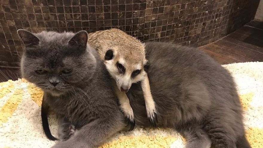 A Meerkat And A Cat Became BFFs On Day One, And Together They Conquered The Hearts Of People On Instagram