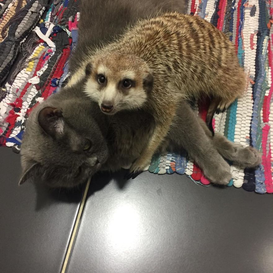 A Meerkat And A Cat Became BFFs On Day One, And Together They Conquered The Hearts Of People On Instagram