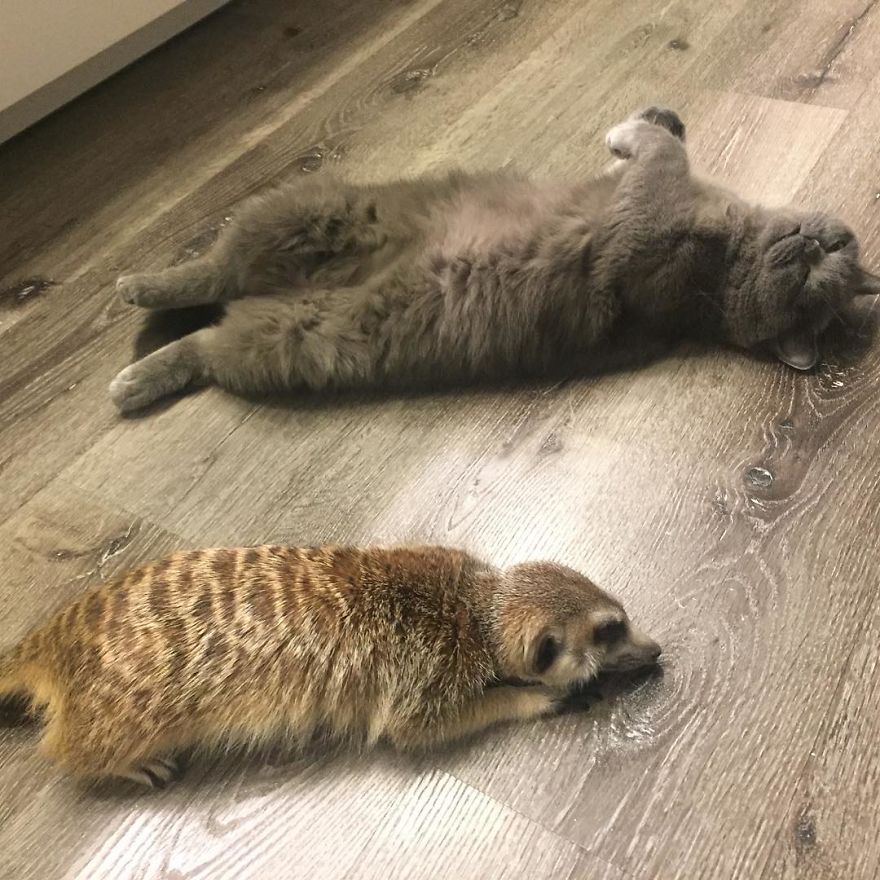 A Meerkat And A Cat Became BFFs On Day One, And Together They Conquered The Hearts Of People On Instagram