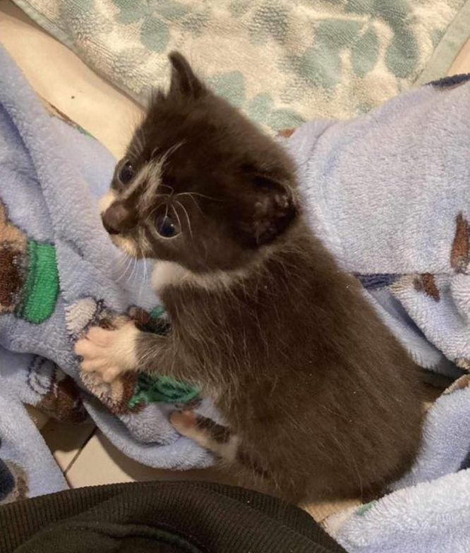 sweet tuxedo kitten