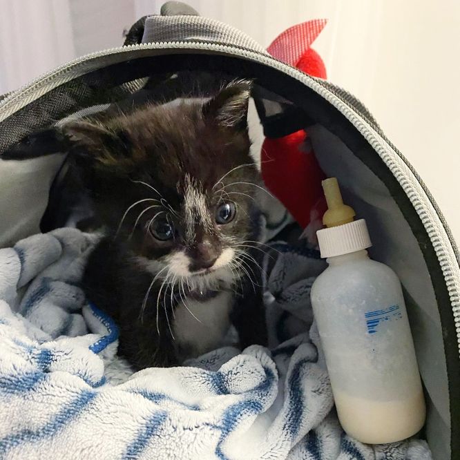 kitten tuxedo bottle