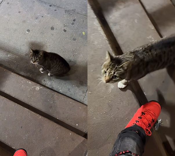 stray cat street