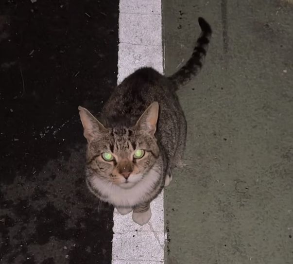 friendly stray tabby cat