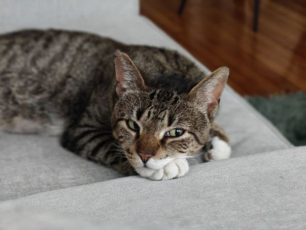 cat couch lounging