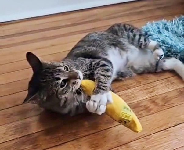 playful tabby cat