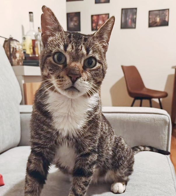 couch tabby cat