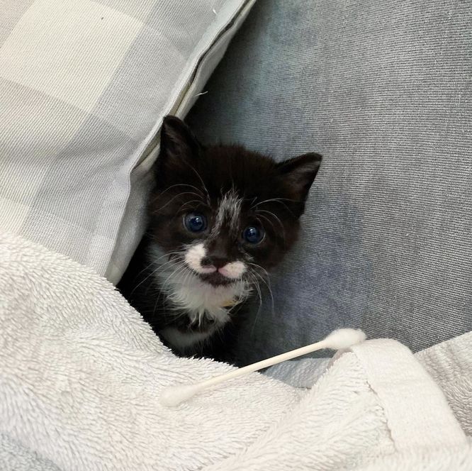 tuxedo kitten sweet